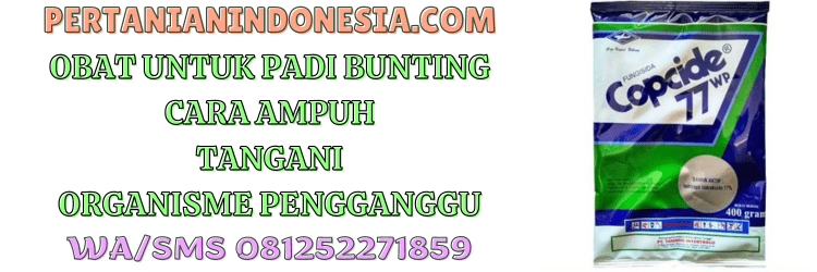 obat,untuk,padi,bunting,pertanian indonesia